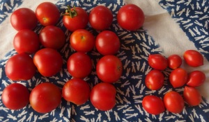 シュガープラム7累計179ミニキャロル17累計130